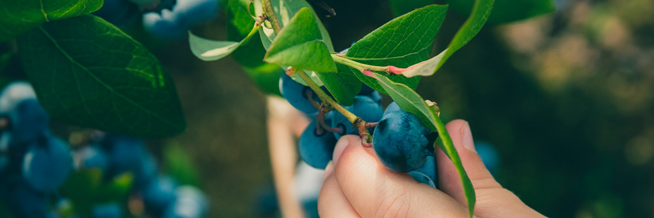 Child picking healthy fresh blueberry ingredients.
